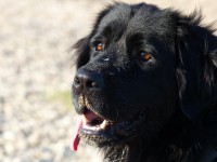 /album/herplaatsers/pup-kruising-jpg/